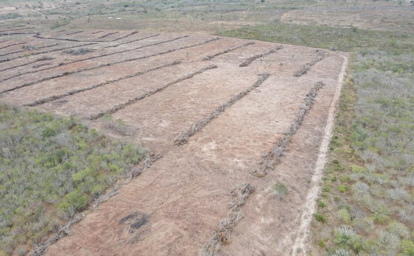 Ibama embarga área equivalente a 700 campos de futebol desmatada ilegalmente em Alagoas