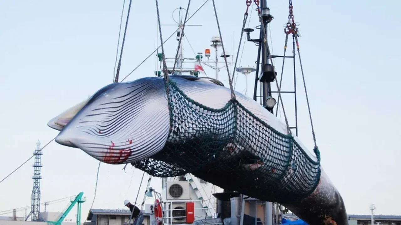 Em guerra com os ambientalistas, Japão lança novo 'navio-mãe' de caça às baleias