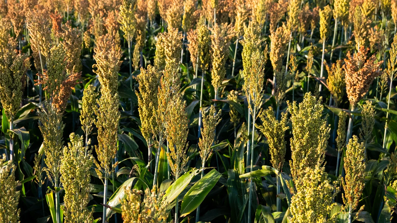 Produtividade no campo impacta perspectivas para próxima safra no Norte e Nordeste do país