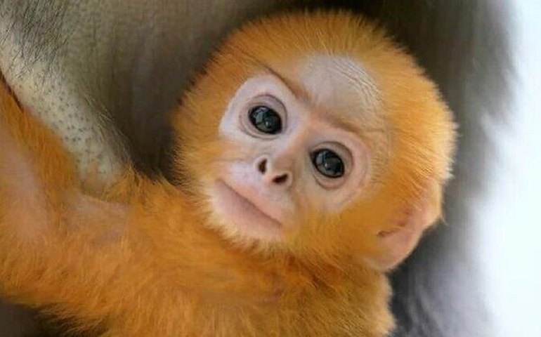 Zoológico de Dresden dá as boas-vindas a um raro filhote de macaco-folha-escuro