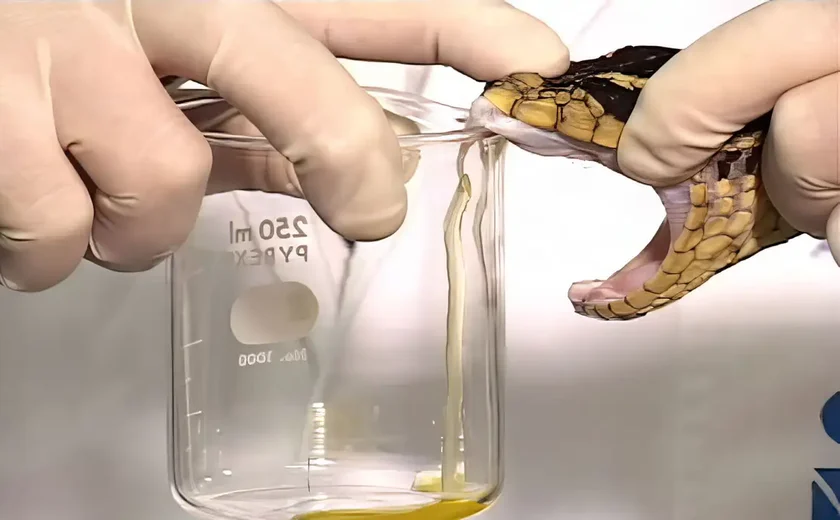 Ministério da Saúde descentraliza distribuição de soro antiofídico em terras indígenas