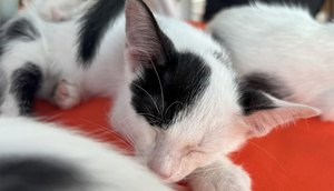 Campanha de adoção animal no Shopping Jardins / Foto: Foto: Divulgação