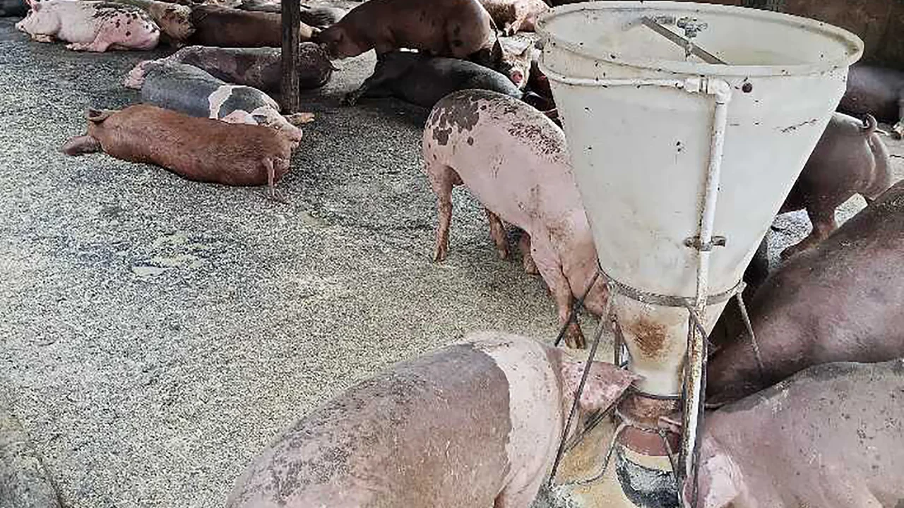 Rebanho suíno de Alagoas registra o maior crescimento do País, aponta IBGE