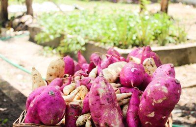 Produtores poderão tirar dúvidas sobre edital de aquisição da agricultura familiar 