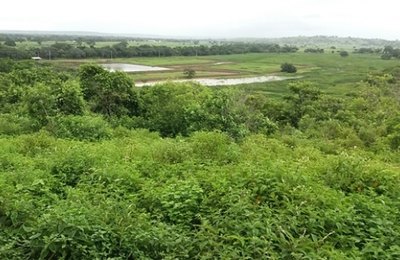 Estado de Alagoas inicia cultivo de camarão marinho em cativeiro