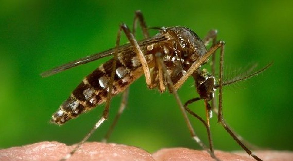 aedes