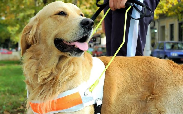 O papel silencioso dos animais que apoiam a saúde humana