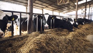Sergipe promove capacitação e assistência financeira para criadores bovinos; saiba como receber benefício