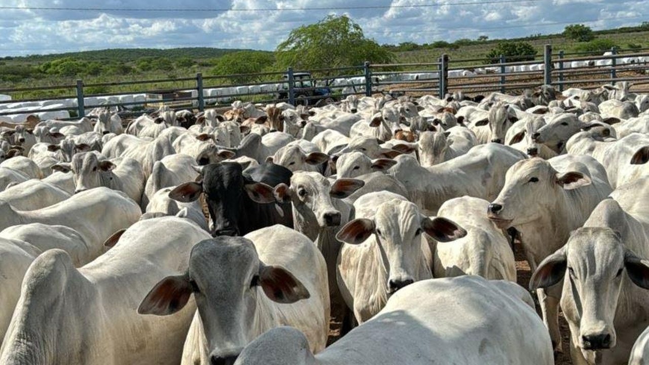 Crédito rural do Banco do Nordeste cresce 15,7% em Alagoas e soma quase R$ 1 bilhão no ano passado