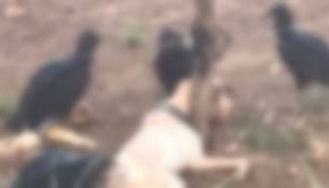 Cachorro é amarrado em estaca e deixado para morrer na Zona Rural de Aquidabã