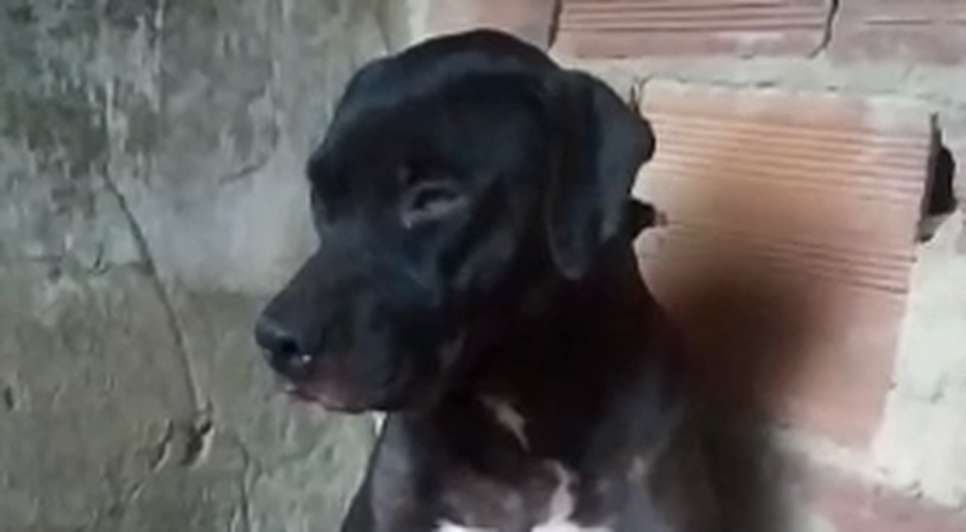 Cadela grávida fica assustada com fogos de artifícios e pare filhotes mortos em Lagarto; VÍDEO