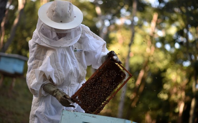 Sancionada criação de política nacional de incentivo à produção de mel