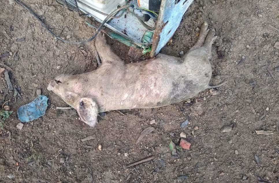 PORCO MORTO EM BOQUIM / Foto: Internauta