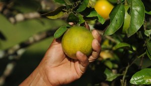 Laranja/Mão Amiga 