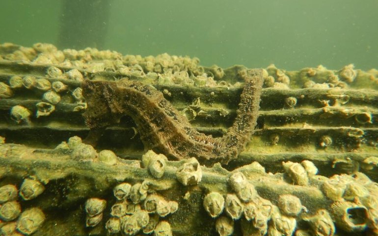 Cavalos-marinhos aparecem na Lagoa de Araruama, no estado do Rio