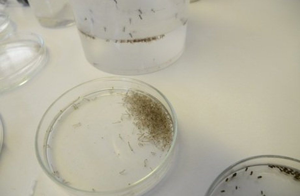 zika virus