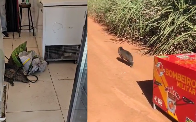 Javali invade açougue no centro de Morrinhos e vídeo viraliza nas redes