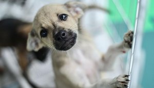 cães
