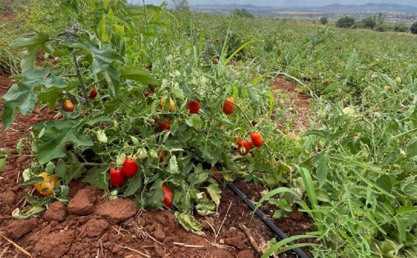 Operação descobre furto diário de 40 mil litros de água para irrigar plantação de tomates, em Palmeira dos Índios