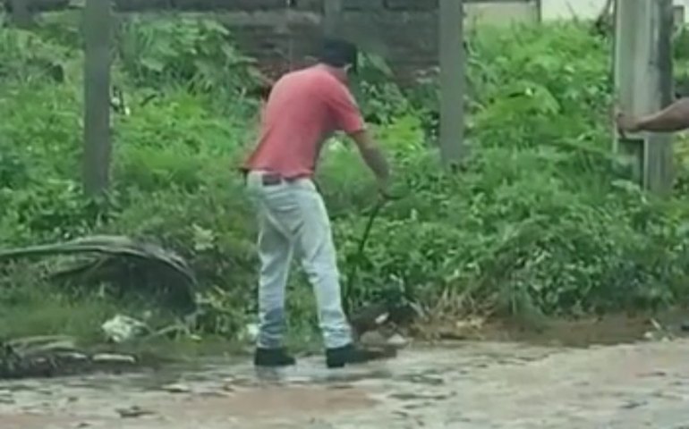 [HABITAT DESTRUÍDO] Jacarés invadem ruas e logradouros em Palmeira e secretária ameaça chamar a polícia
