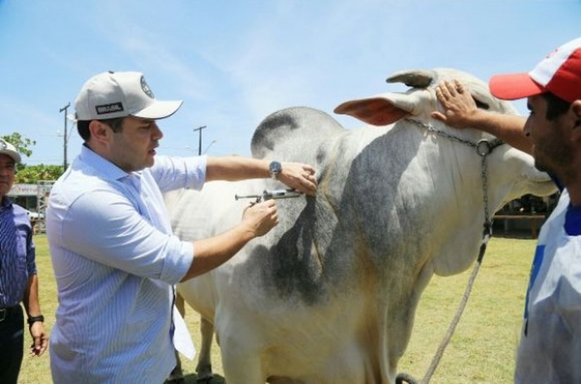 Governador lança 2ª etapa da campanha de vacinação contra febre aftosa