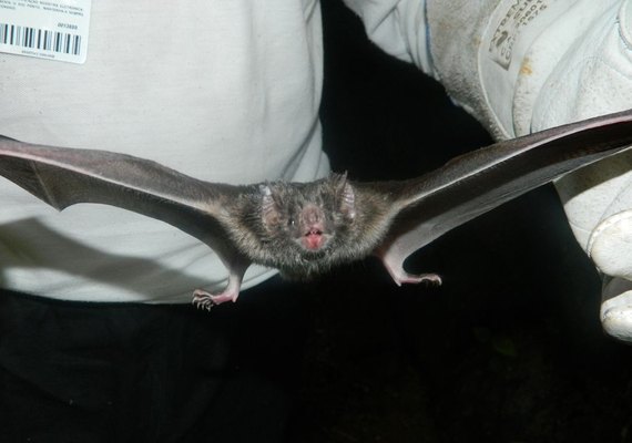 Raiva mata três crianças em Minas Gerais