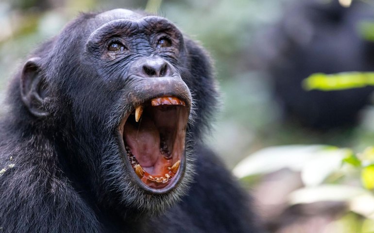 Maior grupo de chimpanzés selvagens registra divisão letal inédita em Uganda, relatam pesquisadores