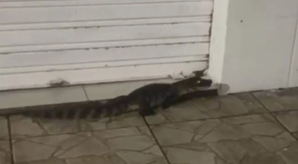 jacare-em-jequia-reproducao