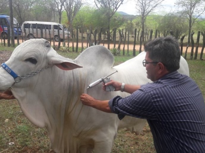 Campanha de vacinação contra aftosa em Alagoas é aberta em Cacimbinhas
