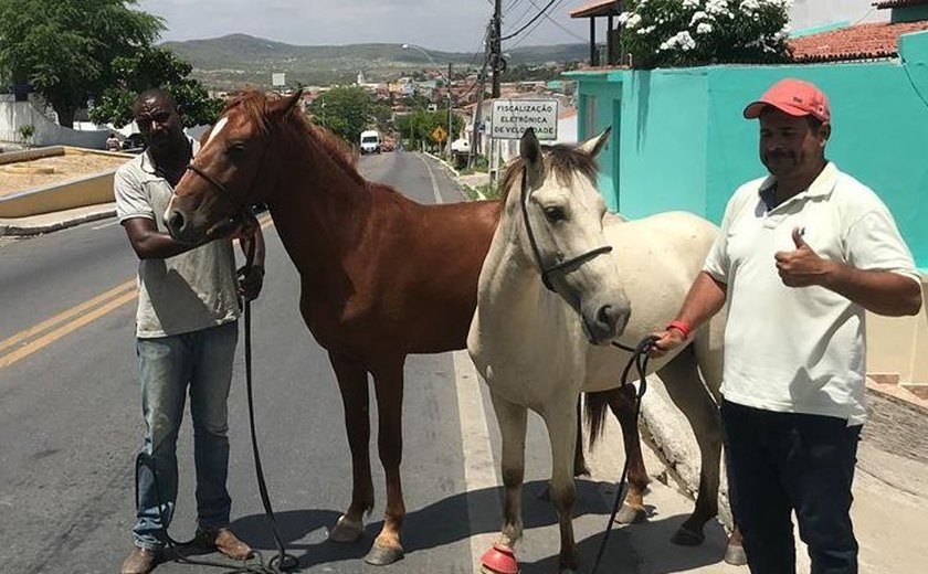 Santana do Ipanema tem &#8220;disque jegue&#8221; para recolher animais de rodovias