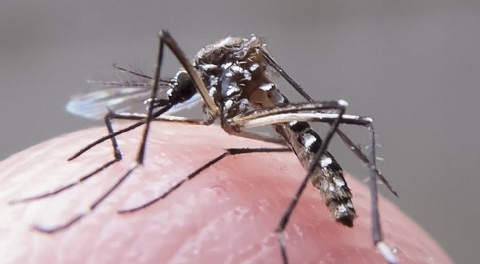mosquito
