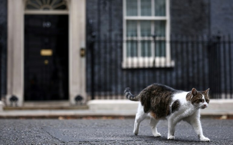 Gato Larry de Downing Street tem 'rival russo' após a chegada de novo primeiro-ministro com felino siberiano adotado