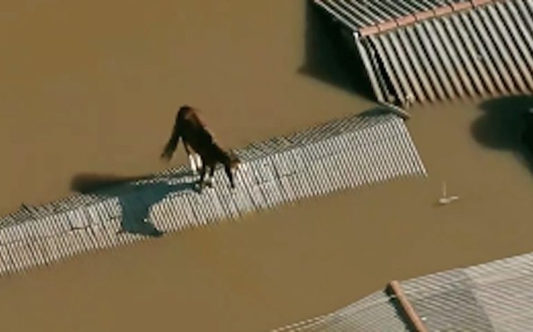 O que aconteceu com o Cavalo Caramelo, símbolo das enchentes no Rio Grande do Sul?