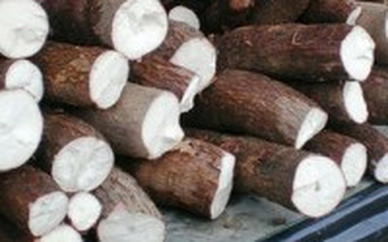 APL Mandioca realiza reunião de planejamento