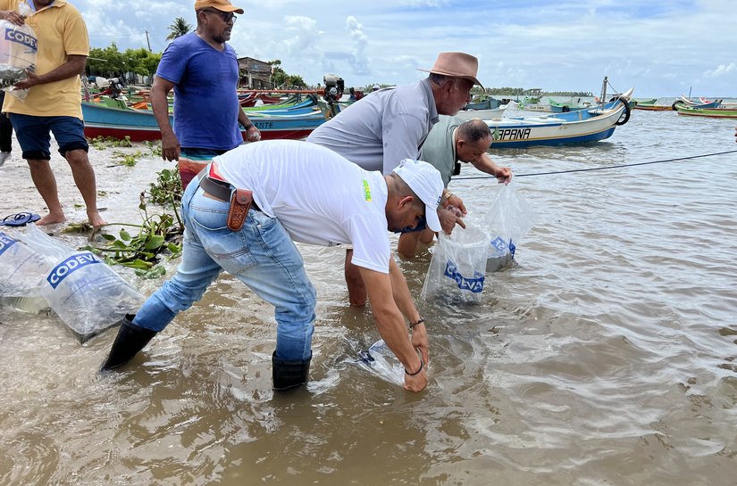 Peixamentos inserem espécies nativos no rio São Francisco em Piaçabuçu e Porto Real do Colégio