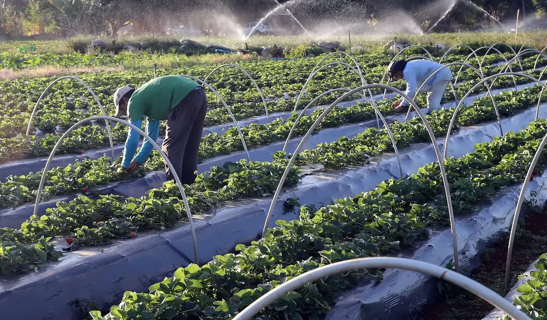 Pronaf investe R$ 621 milhões na agricultura familiar em Alagoas