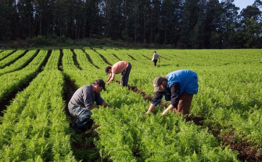 Produtores da Agricultura Familiar podem renegociar dívidas com desconto de até 96%