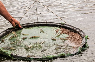Camarão tá on: Arapiraca realizará I Seminário de Carcinicultura