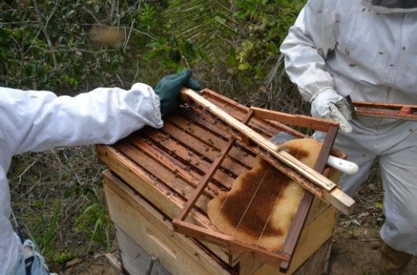 Rastreabilidade da própolis vermelha favorece indicação geográfica