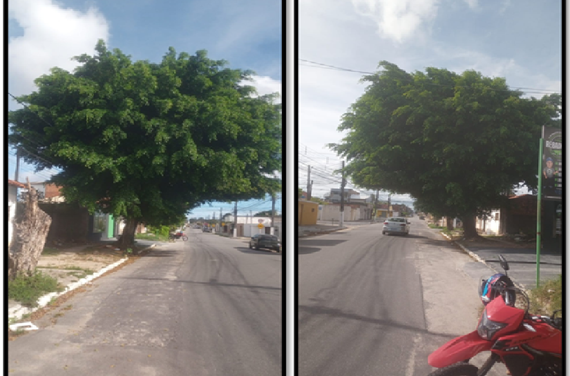 Em indicações, Aldo Loureiro pede corte de árvore e limpeza de galeria em bairros de Maceió