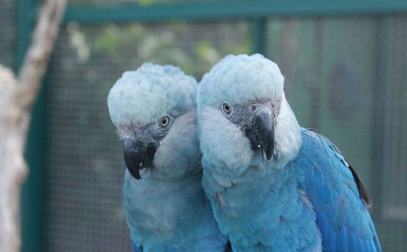 Brasil deve receber mais 30 a 50 ararinhas-azuis em 2023