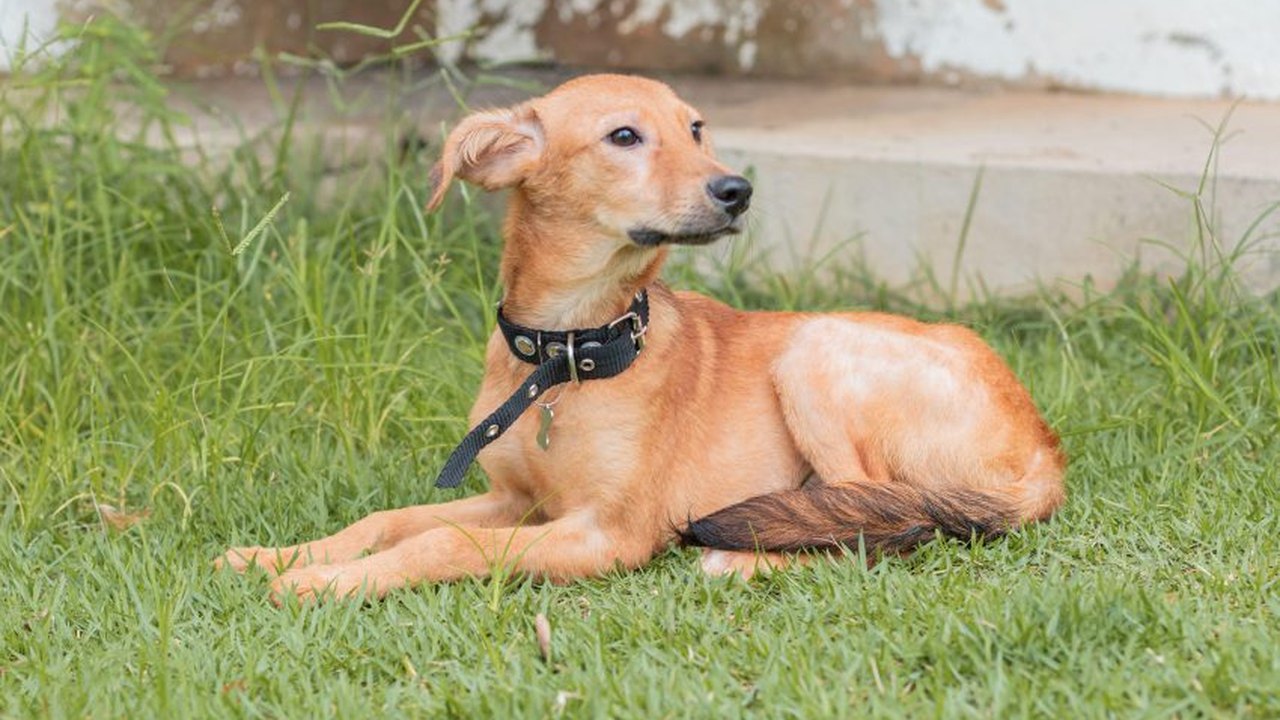 Prefeitura de Maceió abre edital para cadastro de ONGs e protetores independentes de animais