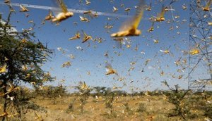 gafanhotos se aproximam do Brasil
