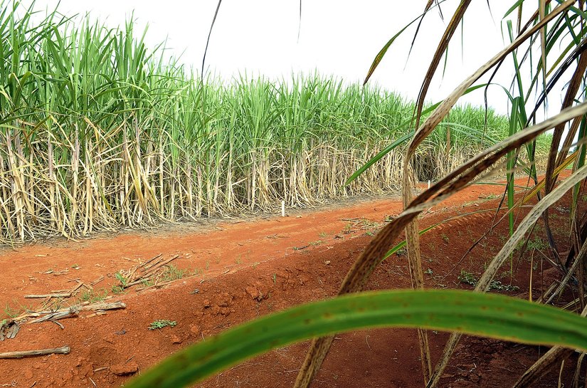 Produção de açúcar no Nordeste deve se recuperar com mais oferta de cana e avanço tecnológico no campo