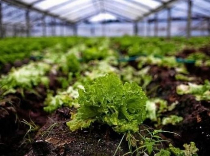 Emater garante assistência a horticultores de Limoeiro de Anadia