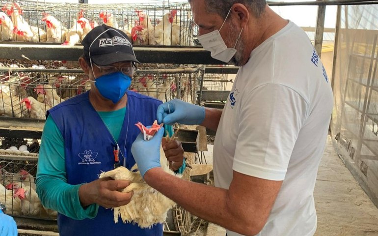 Técnicos da Adeal iniciam inquérito soroepidemiológico das aves