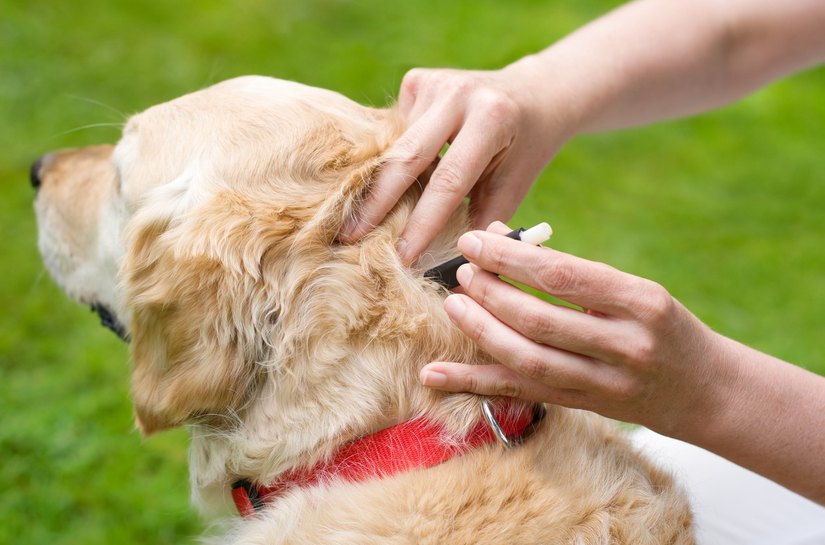 Simparic e a proteção contra carrapatos, pulgas e sarnas