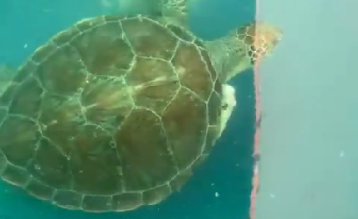 Tartaruga que precisou ter nadadeira amputada será solta em Riacho Doce