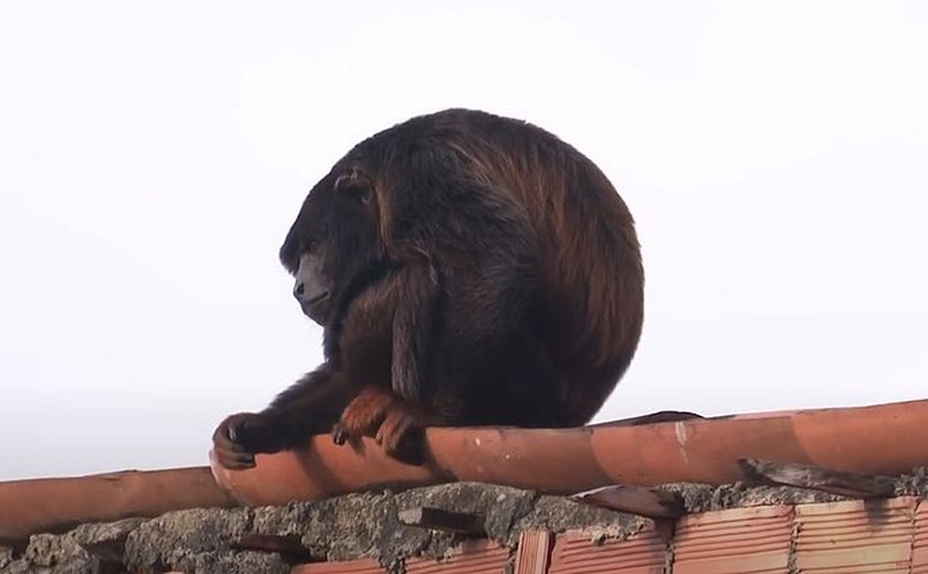 Macaco bugio é capturado após dez dias de 'rolê' em Satuba