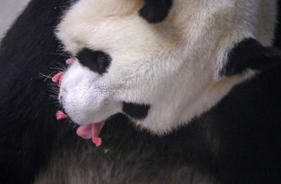 BEBÊS GÊMEOS BANDA / Foto: Benoit Bouchez Pairi Daiza/Reuters